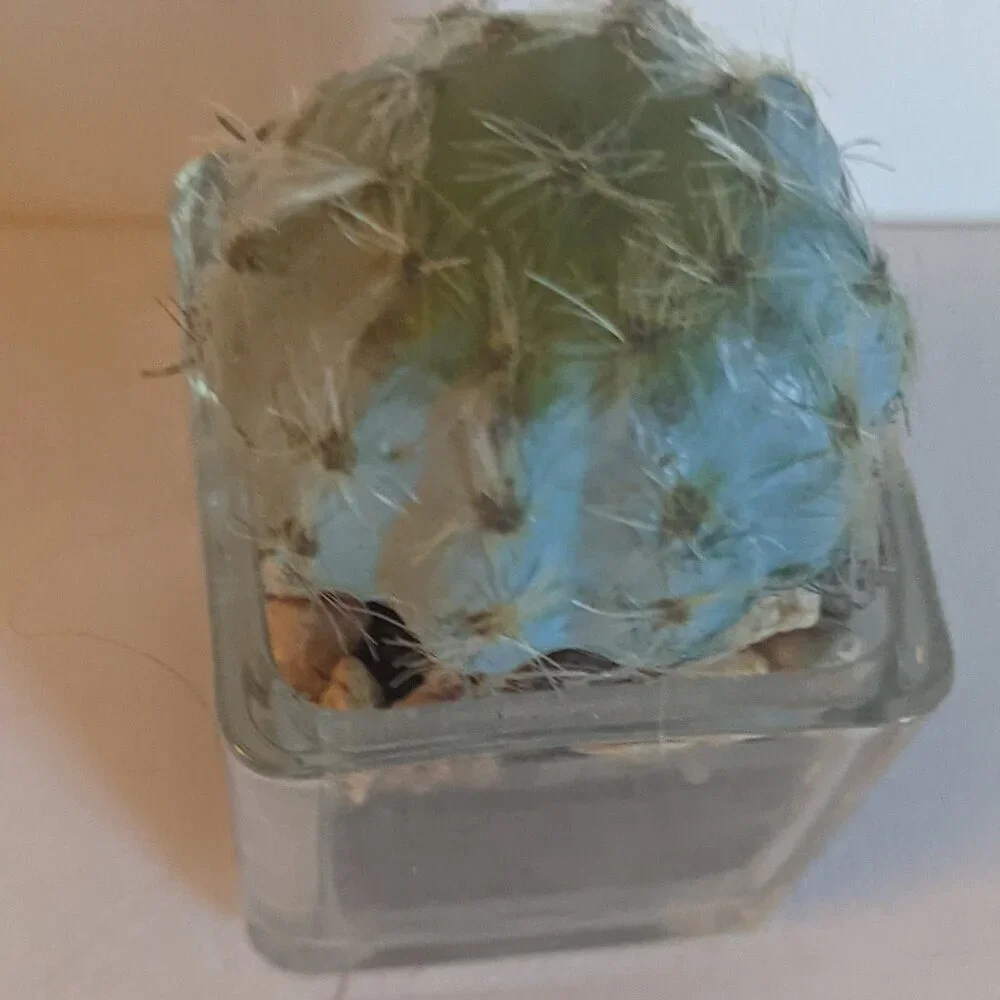 NWT Ashland Faux Mini Fuzzy Cactus Pot Floral Succulent Summer Desert Michael's